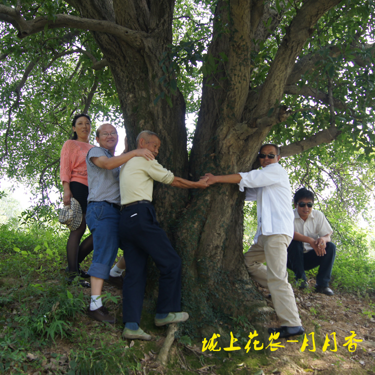 咸宁明桂1.jpg